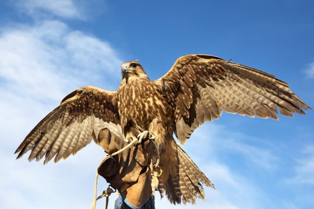 Flugschau der Falken auf der Burg Hohenwerfen